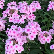 Sweet Summer Soft - Pilt 3