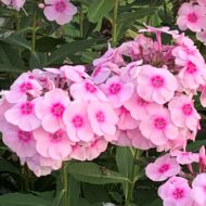 Sweet Summer Soft
