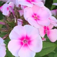 Sweet Summer Soft - Pilt 2