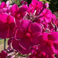 Sweet Summer Wine - Pilt 5