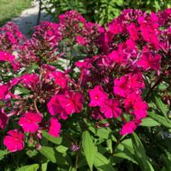 Sweet Summer Wine - Pilt 4