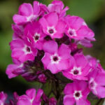 Sweet William