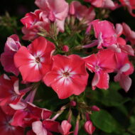Sweetheart - Pilt 2