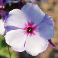 Swizzle Blue - Pilt 2