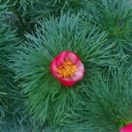 Paeonia tenuifolia f. alboroseum
