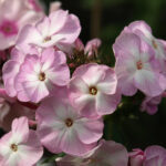 Tsvetushtshaja Sakura