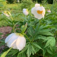 Paeonia veitschii var woodwardii Alba - Pilt 3