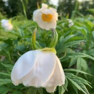 Paeonia veitschii var woodwardii Alba - Pilt 5