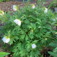 Paeonia veitschii var woodwardii Alba - Pilt 4