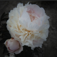 Victorian Blush - Pilt 2