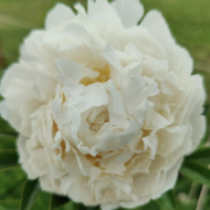 Victorian Blush - Pilt 3