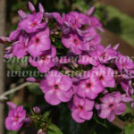 Victorian Lilac/ Sherfield