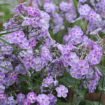 Violetta Gloriosa