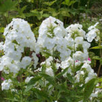 White Admiral