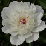 White Beauty