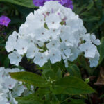White Flame
