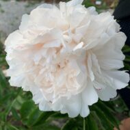 White Sarah Bernhardt - Pilt 2