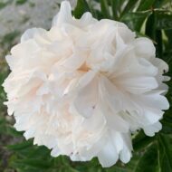White Sarah Bernhardt - Pilt 3