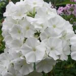 White Sparr