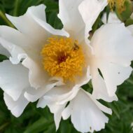 White Wings - Pilt 3