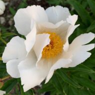 White Wings - Pilt 2