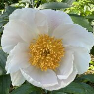 Whitly Major - Pilt 2