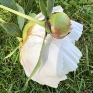 Whitly Major - Pilt 3