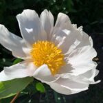 Whitly Major
