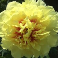 Yellow Emperor