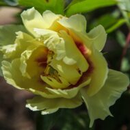 Yellow Emperor - Pilt 2