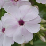 Apfelblüte