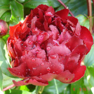 Auten's Red - Pilt 4