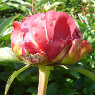 Auten's Red - Pilt 5