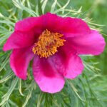 Paeonia tenuifolia from Crimean, Bahtshisarai