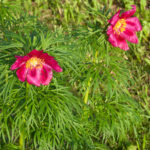 Paeonia tenuifolia from Donetsk