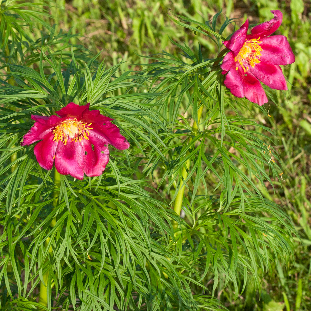 bergiana-from-Donetsk Paeonia tenuifolia from Donetsk - Pilt 1