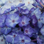 Freckle Blue Shades