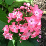 Bornimer Nachsommer