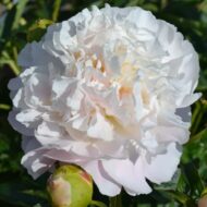 Camelia White - Pilt 2