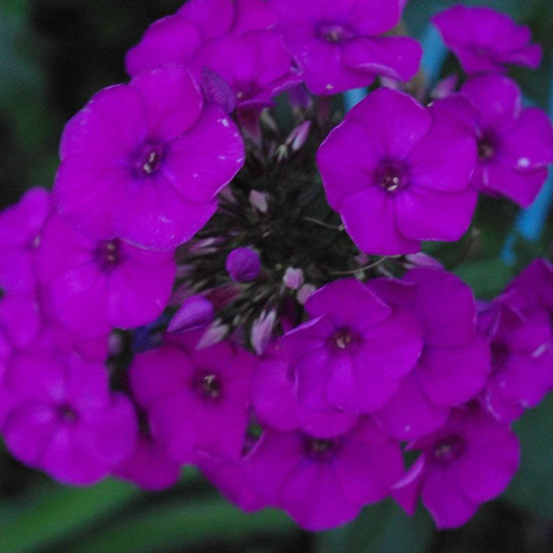 floks-delia-phlox-delilah-2 Delilah - Pilt 1