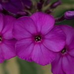 Harlequin