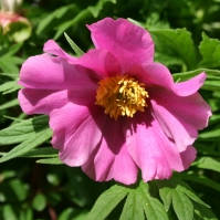 intermedia__2_ Paeonia intermedia - Pilt 1