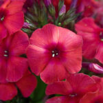 Juliglut (JULI GLOW)