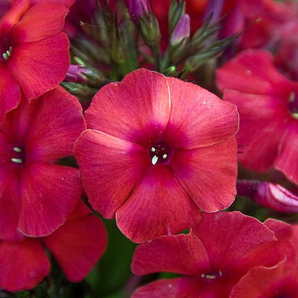 juliglut Juliglut (JULI GLOW) - Pilt 1