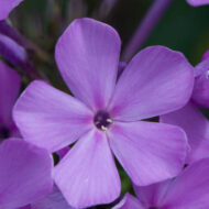 Luc's Lilac - Pilt 2