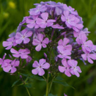 Luc's Lilac