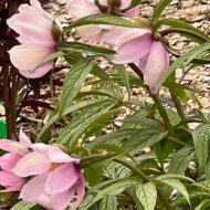 Paeonia mairei - Pilt 8