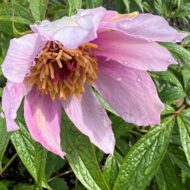 Paeonia mairei - Pilt 9