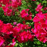 Alice - Pilt 2