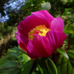 Paeonia mascula ssp.mascula